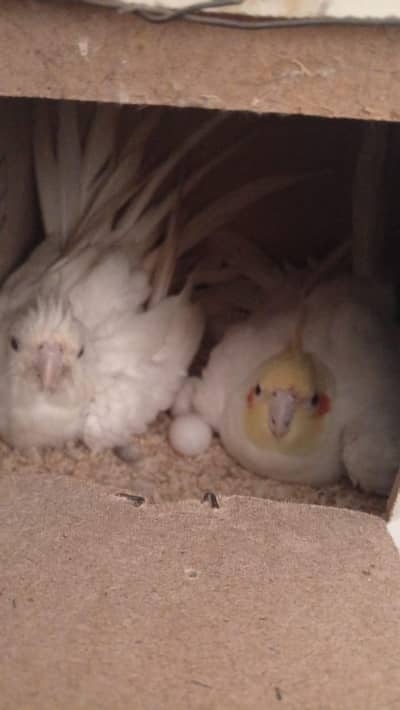 cocktail breader pair 100 percent. breader pair.