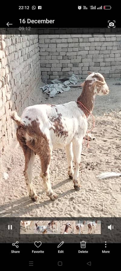 3 مہینے کی گبن ٹیڈی بكری