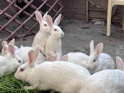 American rabbit for sale, red eye