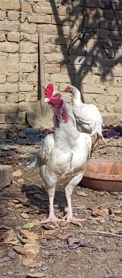 Aseel heera pair fertile eggs available now