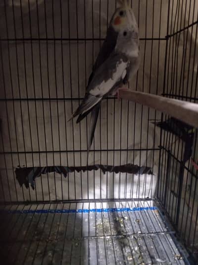 cocktail breader pair price 6000 fainal