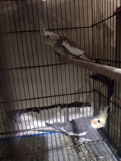 cocktail breader pair price 6000 fainal