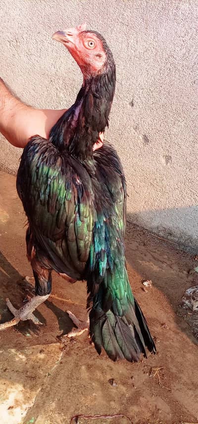 Aseel murgha or madiya