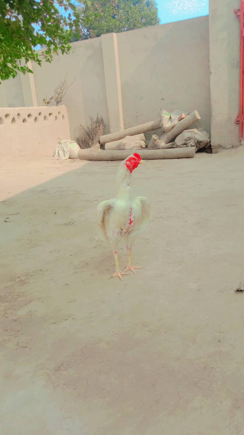 ایک سفید مرغا اور ایک مشکی چینا مرغا 0