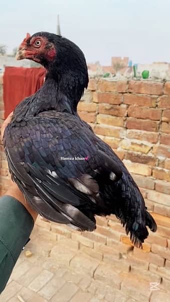 High quality Aseel Available cargo available all pks