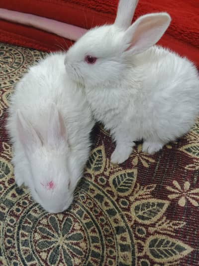 Red eyes white baby couple