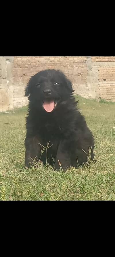 Black German Shepherd | German Shepherd | Double coated | Dog | GSD