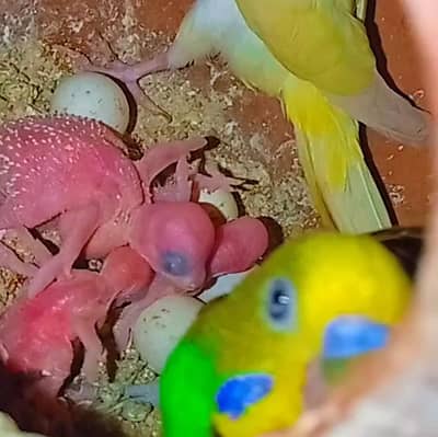 Budgie Baby For Hand Tame Australian Parrot