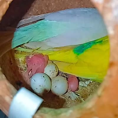 Budgie Baby For Hand Tame Australian Parrot