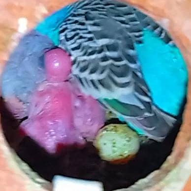 Budgie Baby For Hand Tame Australian Parrot