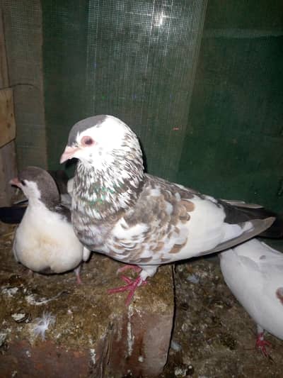 breeder pair for sale with 2 chicks healthy and active
