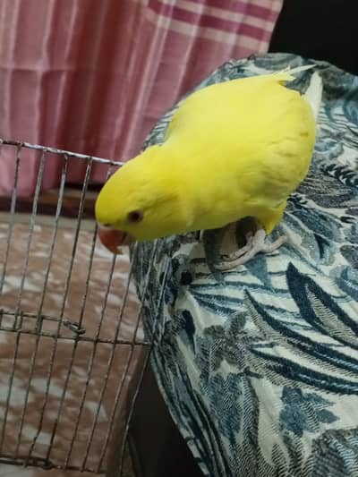 yellow ringneck parrot face to face talking