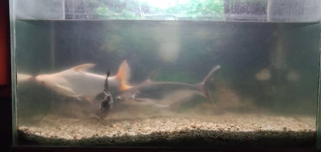 Big size shark fishes