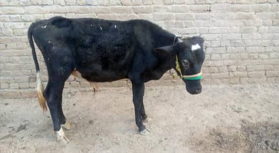 2 dant ha 2026 ki qurbani  ka lia acha ha