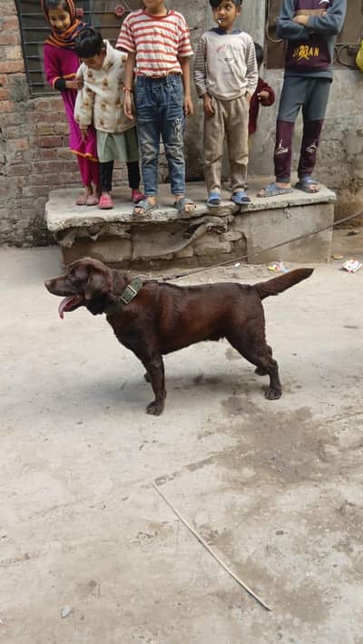 chocolate Labra male for sale