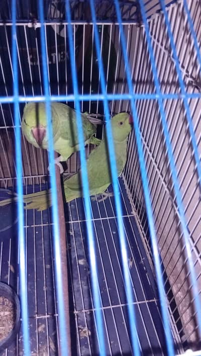 Parrots / Pair with cage