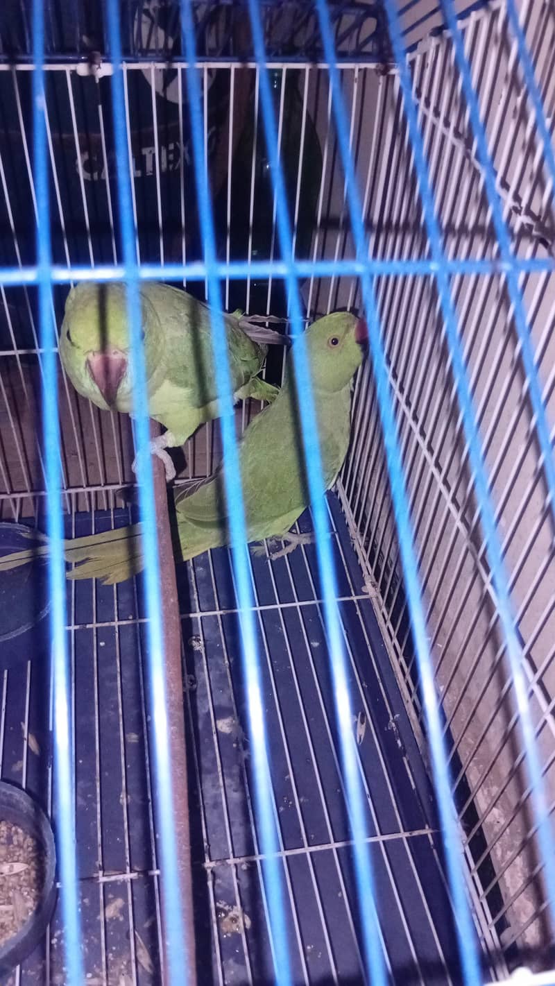 Parrots / Pair with cage 0