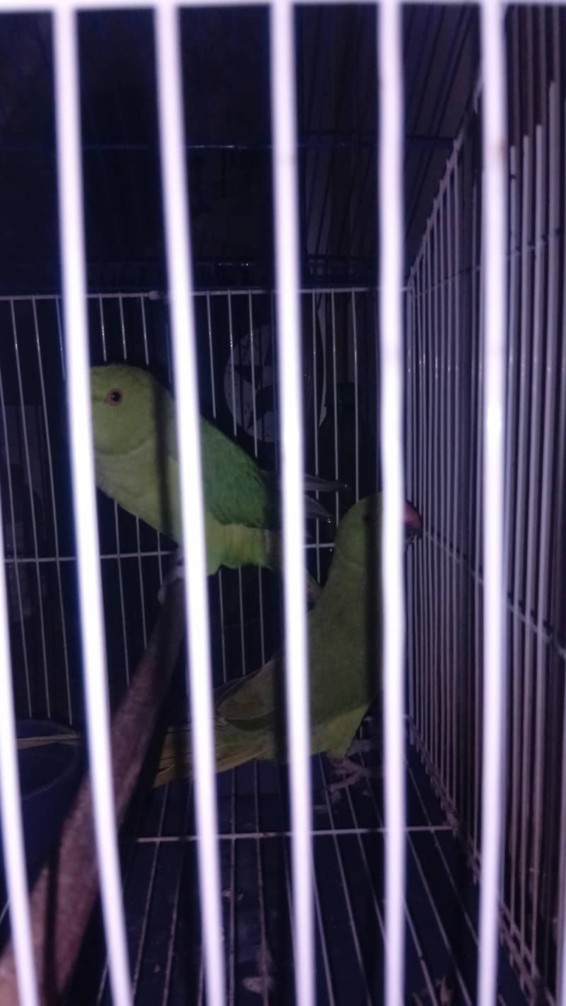Parrots / Pair with cage 5