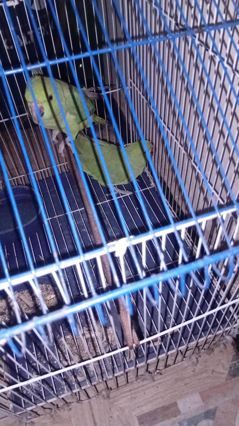Parrots / Pair with cage 6