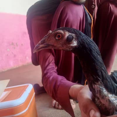 muskan Patta Patti hai 6 Man ka