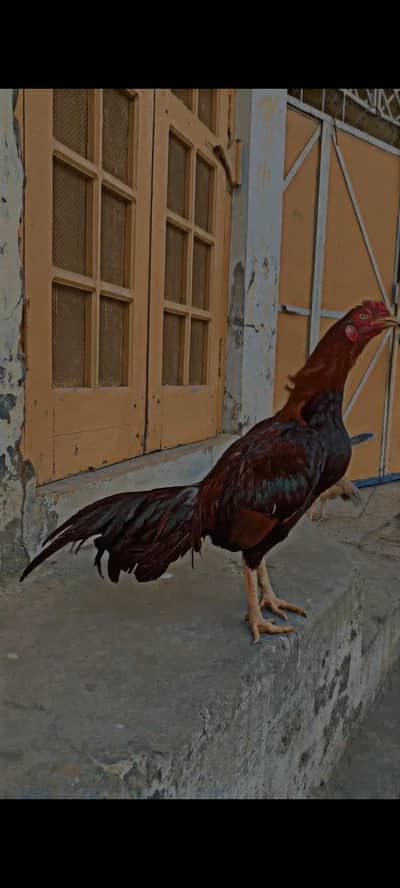 Aseel Murgha Chandoor amroha