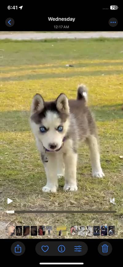 Female Husky Fully Train And Active Wolly Coat