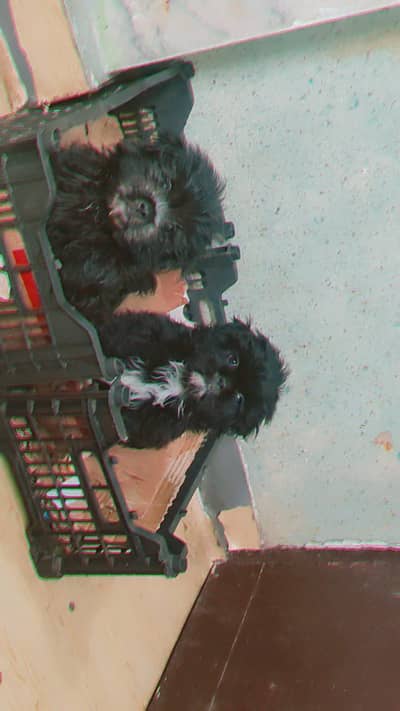 Shihtzu puppies for sale