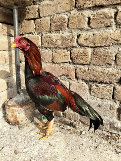 lakha Murga or Madi available