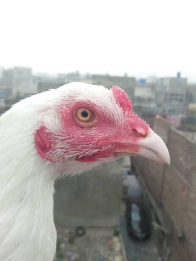 male for sale 3500  price  and hera female for sale k ho jay gi