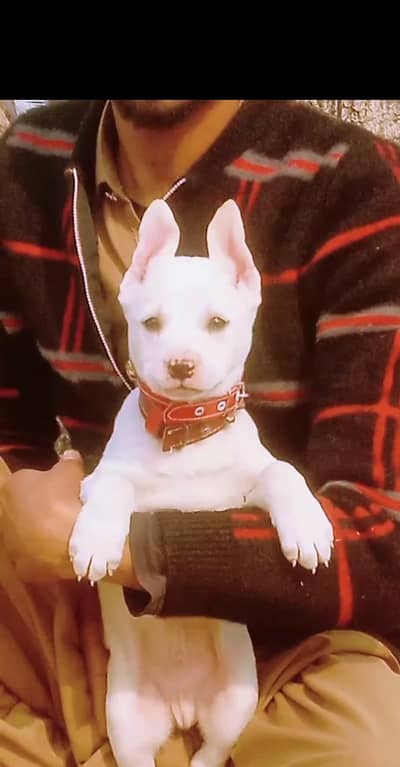 kuwati Gultair male available for sale age 2 month