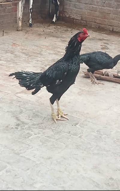 Bohat acha jora ha lasani aseel jis Bhai NY Lana ho wo hi rabata Kara