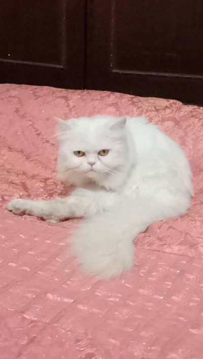 Persian triple coated cat