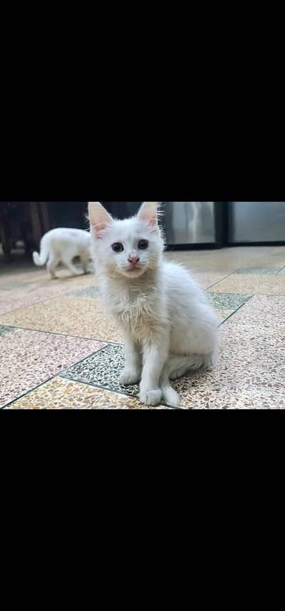 Persian Doll face kittens