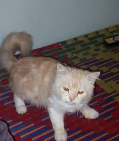 Sale for my period pair