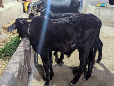 MASHALLAH FOR SALE  BACHRA 7 TO 8 MONTH GOOD STRUCTURE TURE