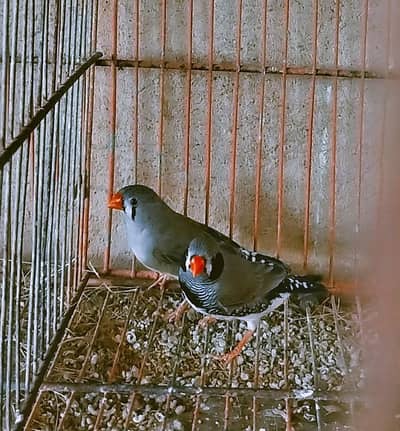 Black Cheek Finch  Adult Pair