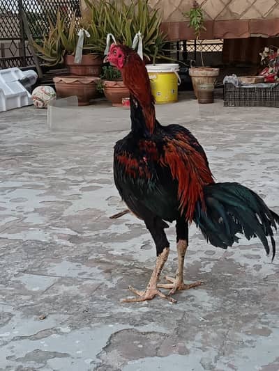 Thai Pakoye Aseel Patha top quality