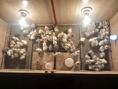 Bantam Chicks Available for sale