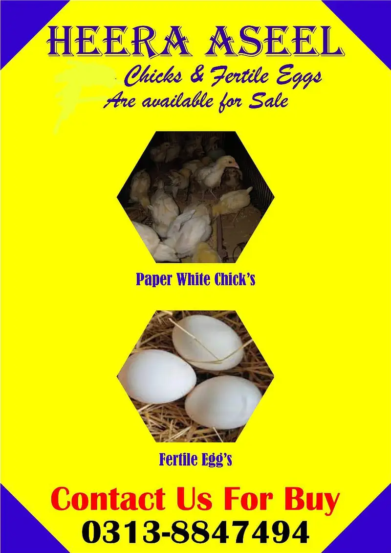 Aseel | heera aseel | white aseel | paper white fertile eggs / chicks