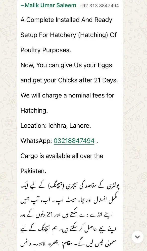 Aseel | heera aseel | white aseel | paper white fertile eggs / chicks — photo 2