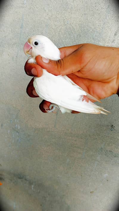 lovebirds healthy and active parrots