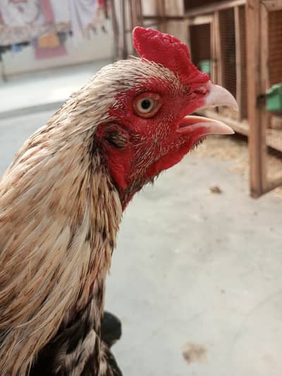 Thai Cross murga for sell