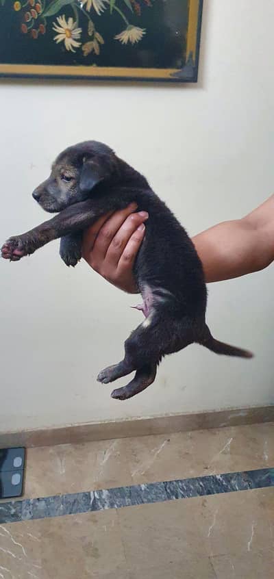 labrador mix breed puppy for urgent sale