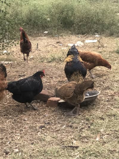 Egg lying Dasi misri murigi