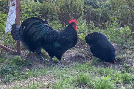 australorp heritage australop blue and black eggs