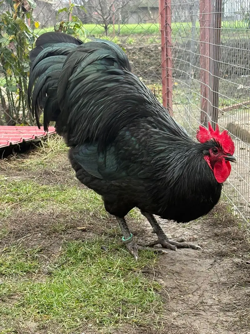 australorp heritage australop blue and black eggs — photo 6