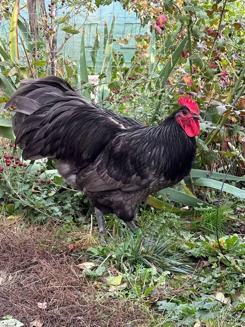 australorp heritage australop blue and black eggs — photo 7