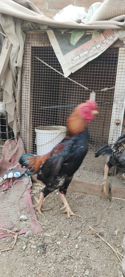 ko Shamu quality bird pair. Rs. 12000