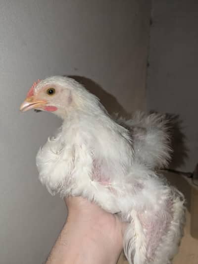 fancy chicks (buffs, polish, silkies) -READ DESCRIPTION