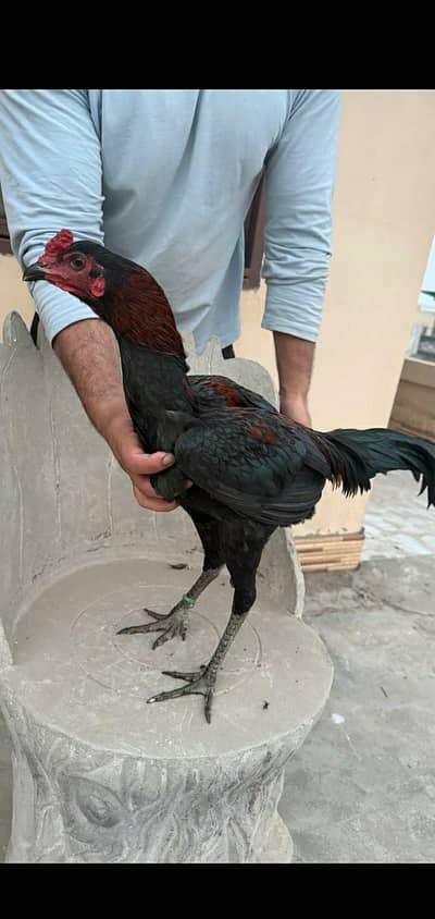 KOthai paneis pakoya for sale